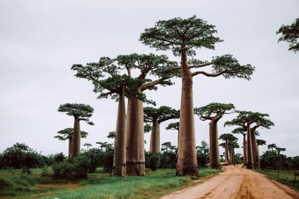 Baobab Seeds (Adansonia Digitata)