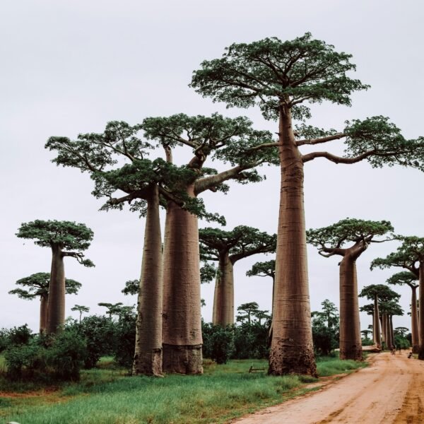 Baobab Seeds (Adansonia Digitata)