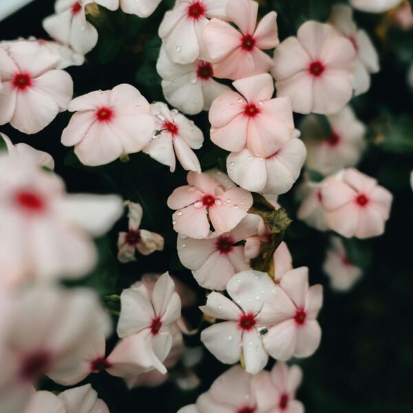 Vinca - Periwinkle (Summer Seasonal)