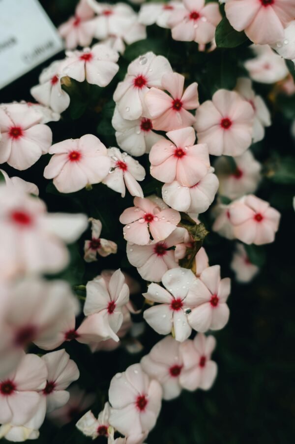 Vinca - Periwinkle (Summer Seasonal)