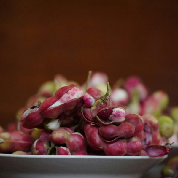 Jungle Jalebi a.k.a. Madras Thorn (Pithecellobium dulce)