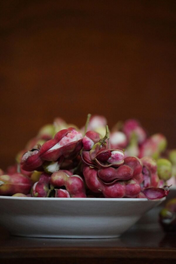Jungle Jalebi a.k.a. Madras Thorn (Pithecellobium dulce)