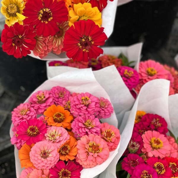 Zinnia Flowers (Summer Seasonal)