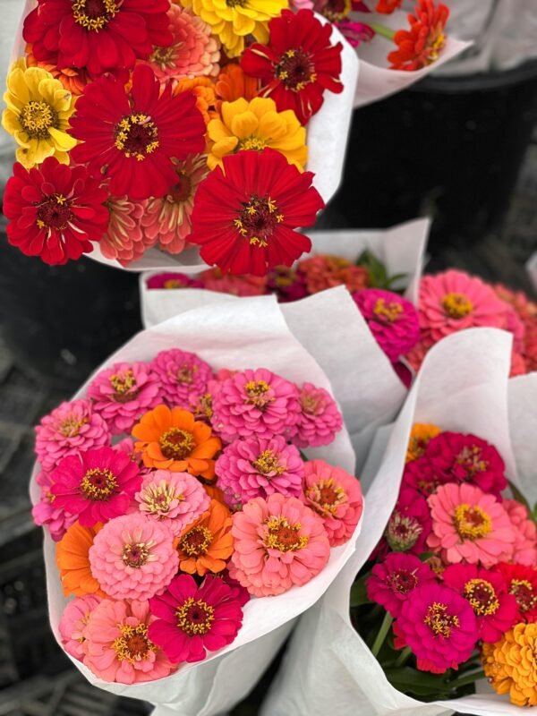 Zinnia Flowers (Summer Seasonal)