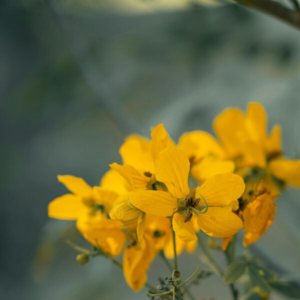 Cassia Glauca